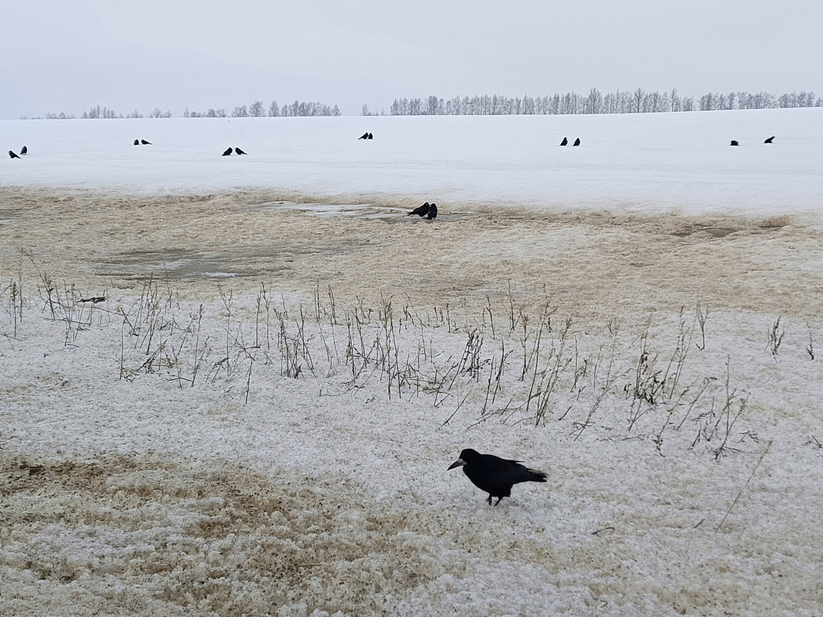 Все подружки по парам