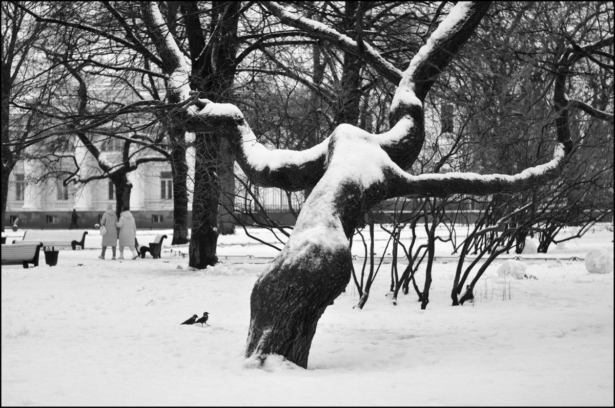 Здравствуй, дерево !