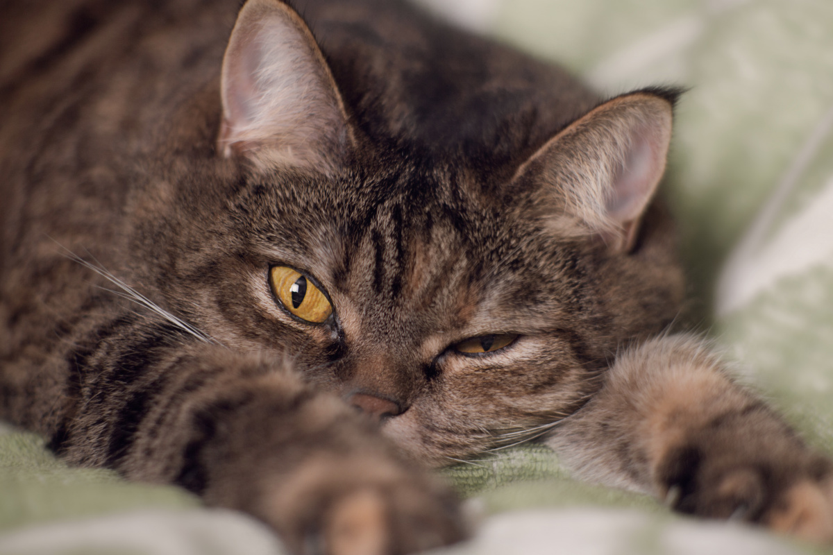 кот