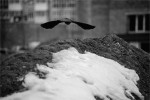 Ворон не муж вороны