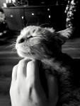Котофото