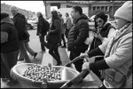 Яйценосная.