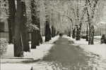 ...есть улица Кленовая